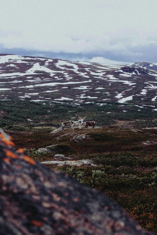 snow and bushes on the ground and rocks