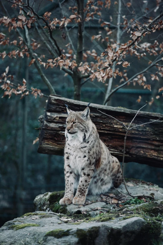 an animal that is sitting on some rocks