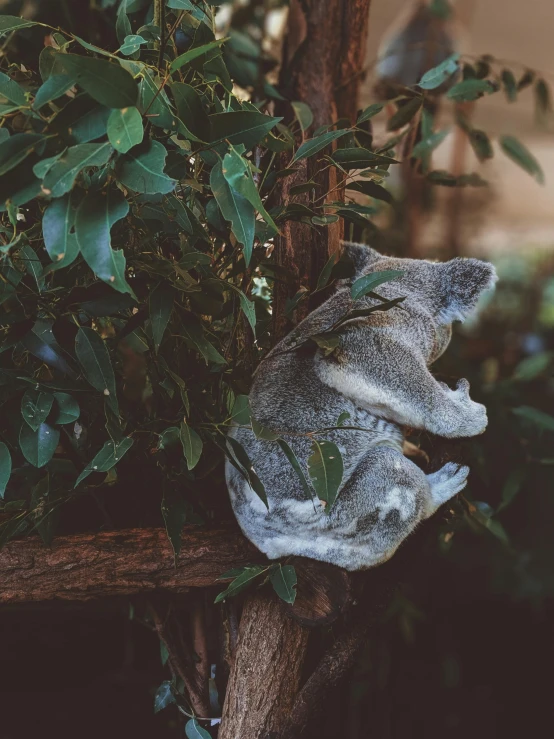 a koala is perched in a tree with its back against the tree