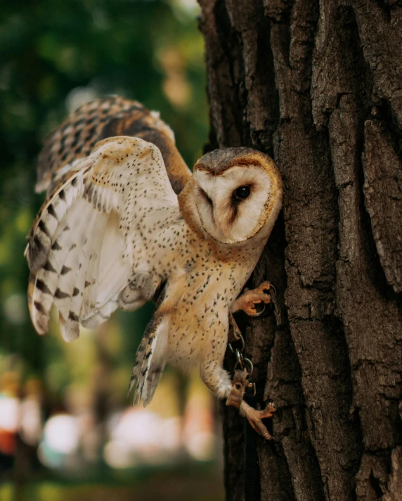 an owl is perched on the back of a tree