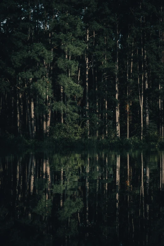 a dark forest is reflected in the water