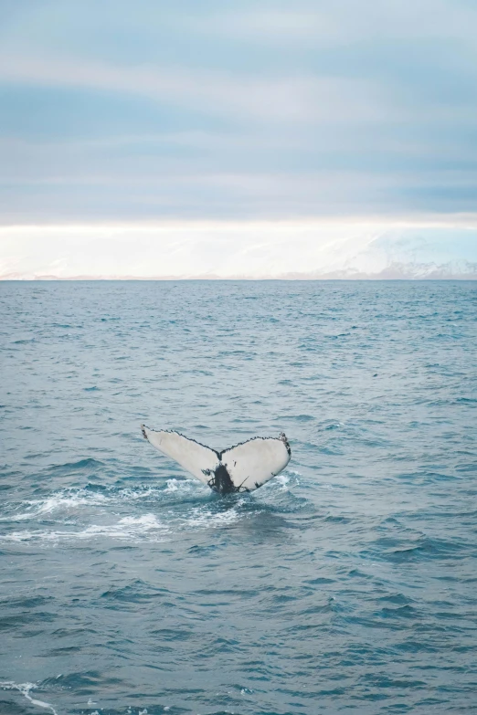 a whale tail diving in the ocean