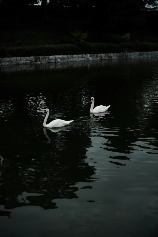 two swans in the middle of a body of water