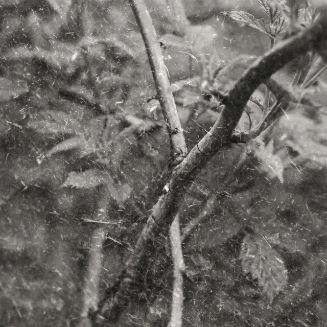 a tree with thin limbs and two large birds standing