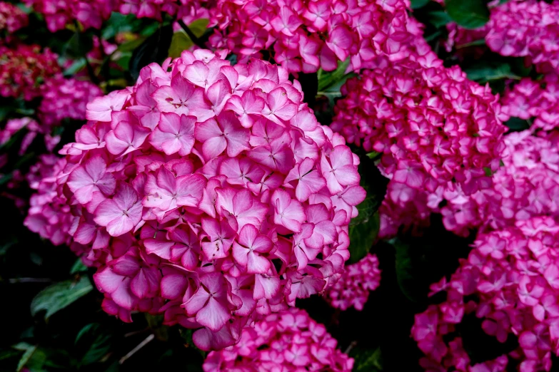 a bunch of bright pink flowers are in bloom