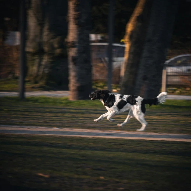 a small black and white dog runs across the park