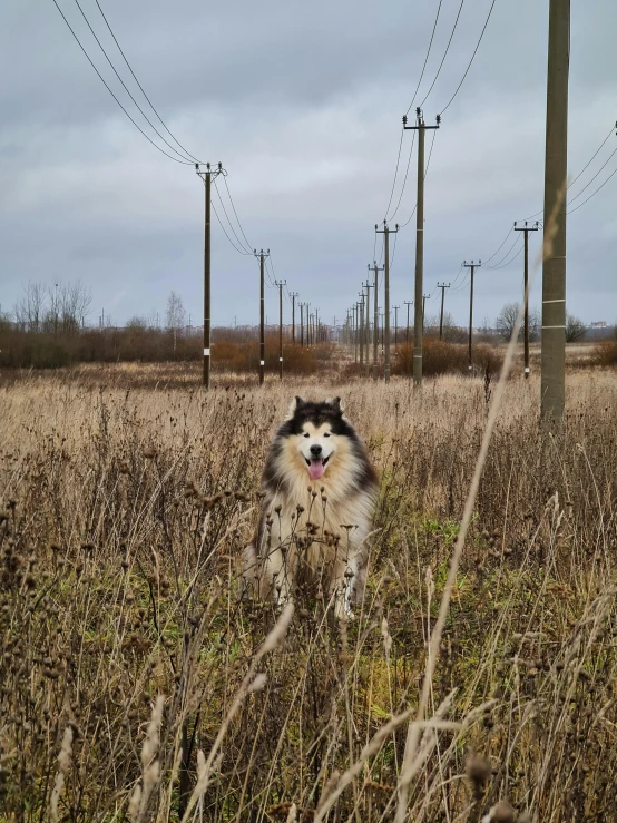 an image of a dog running through the field