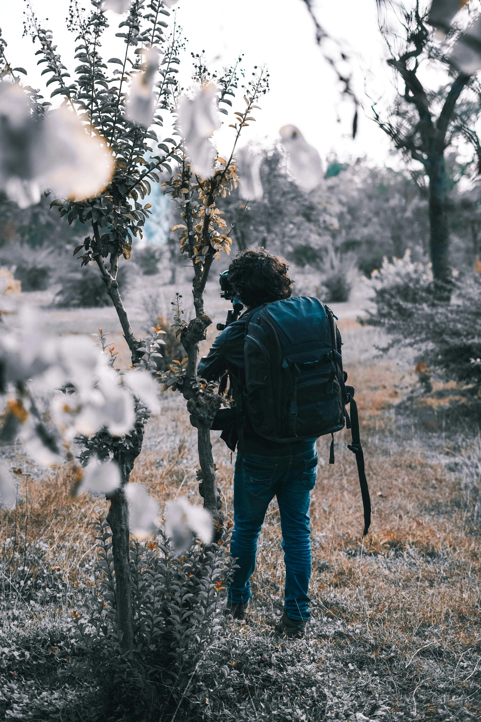 man with a backpack looks at an apple tree