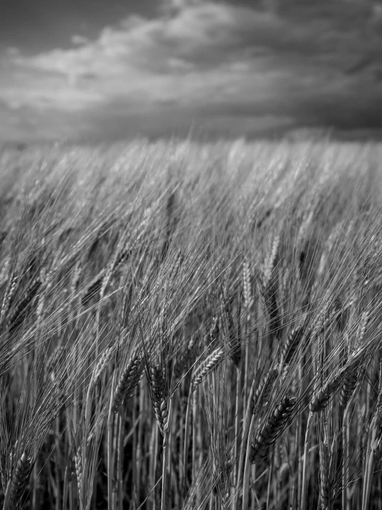 black and white po of wheat on field