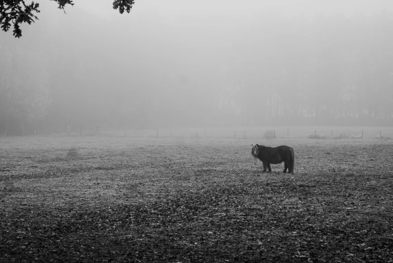 a horse standing in the grass with fog on the horizon