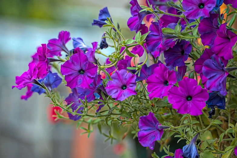 purple flowers in a vase against a fence