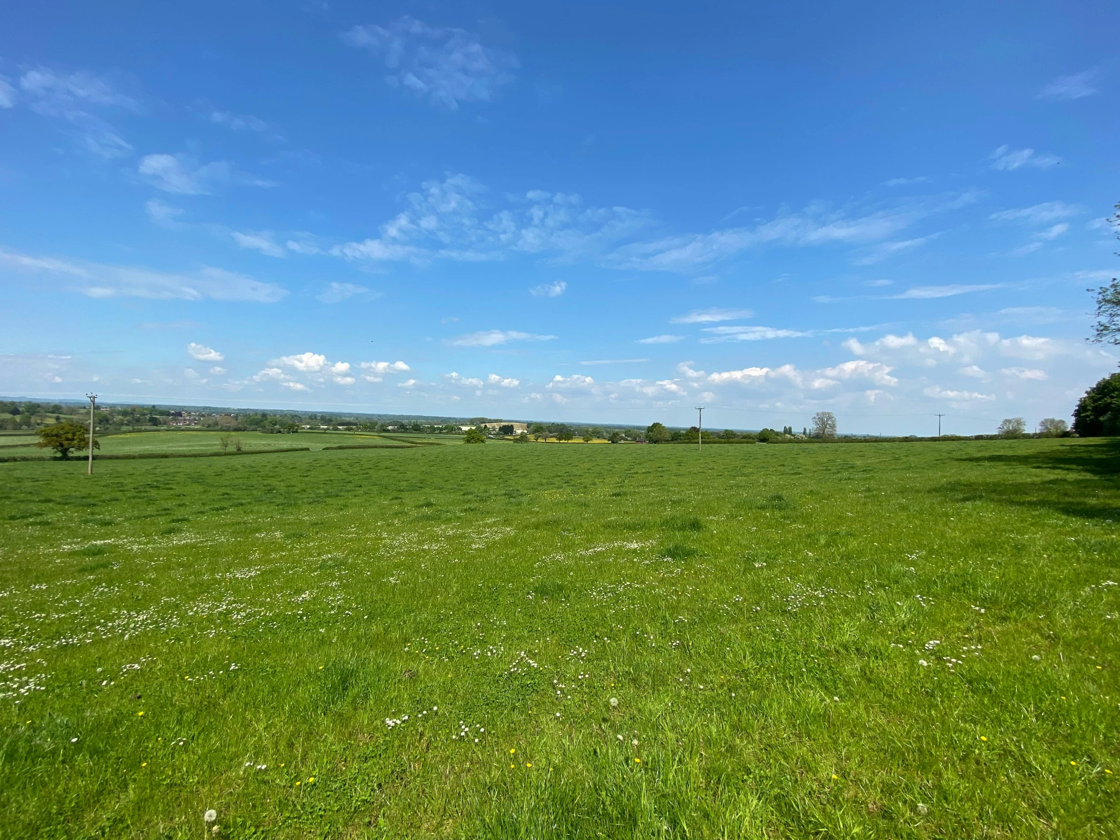 a field with grass and white flowers in the field