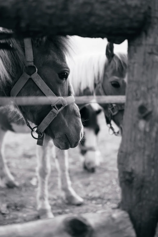 a horse that is standing next to a fence