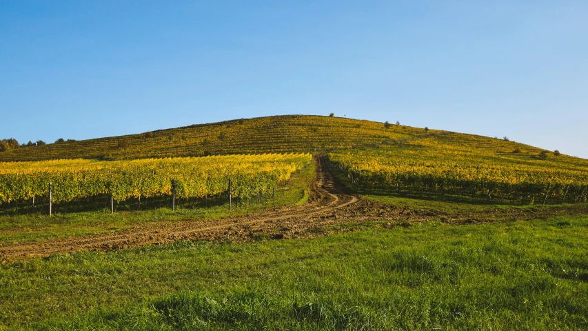 green field with a hill and some yellow flowers