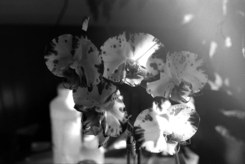 some purple orchids in a black and white po