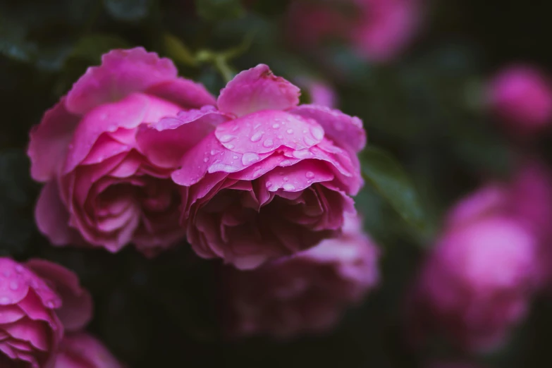 several pink roses with water drops on them