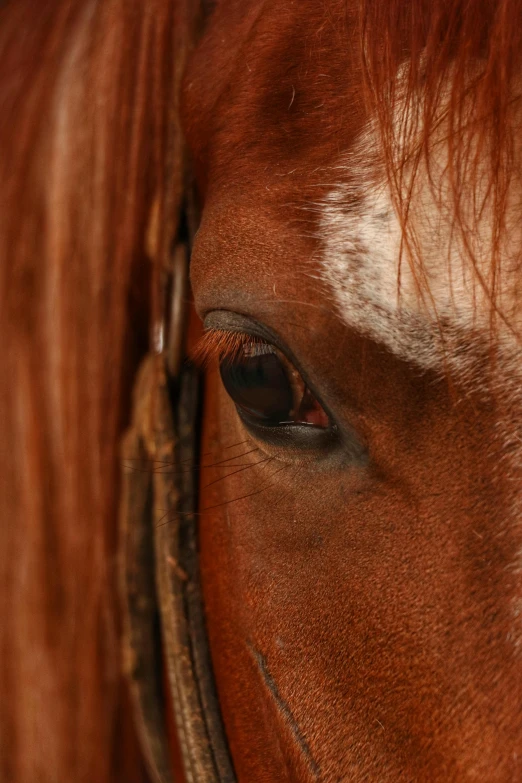 a close up picture of the upper eye and the second eye