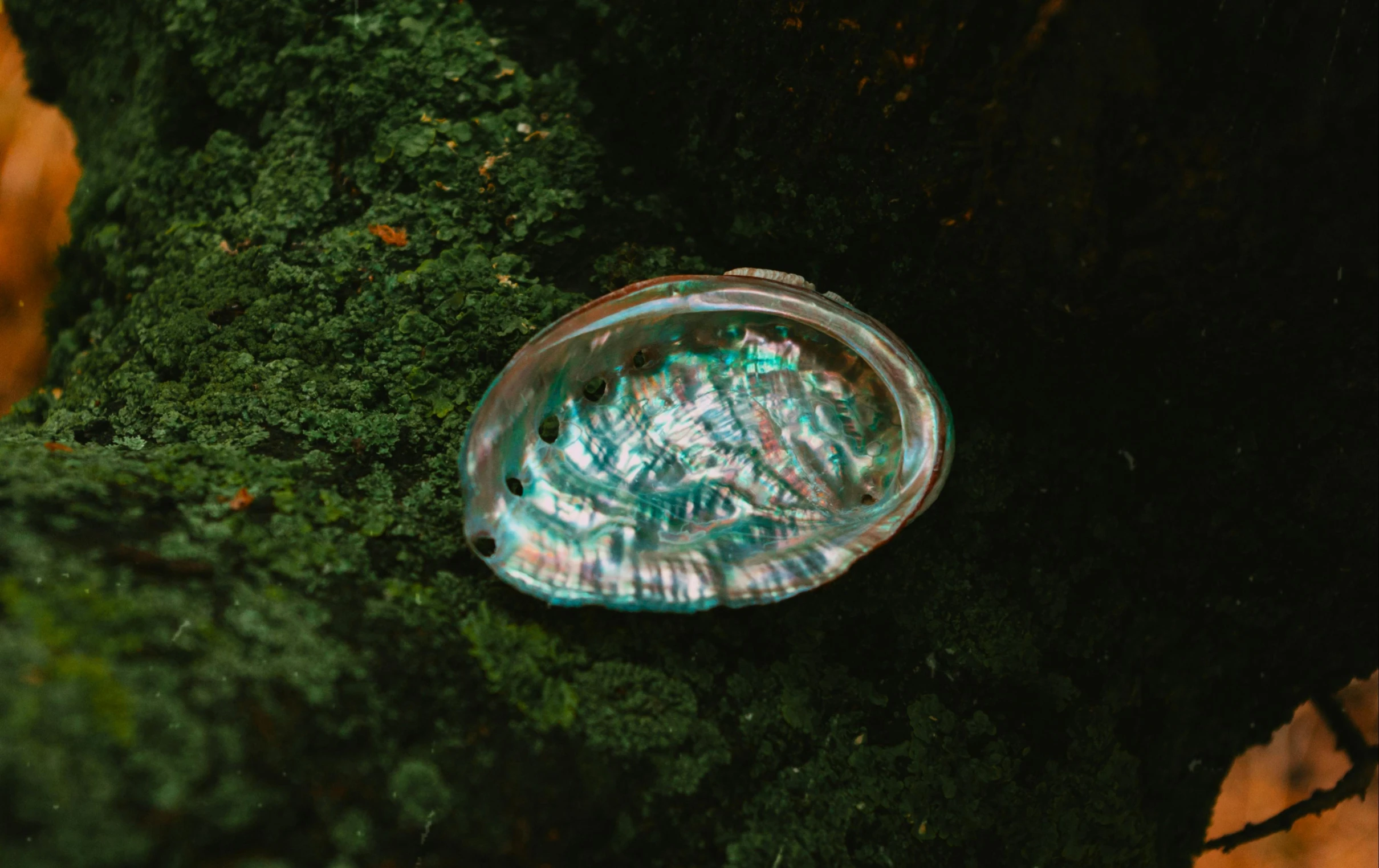 green moss on a large glass dish sitting on the ground