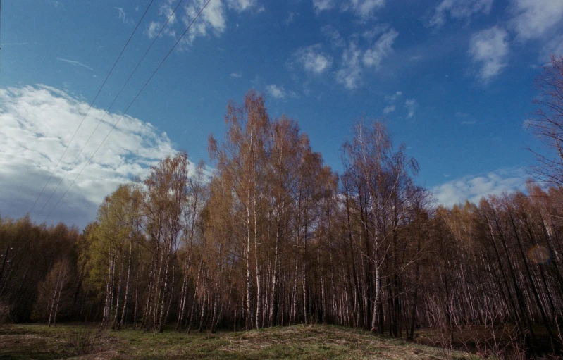 a large group of trees in the middle of a field