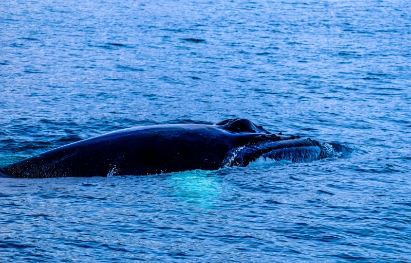 a very big black whale swimming in some water