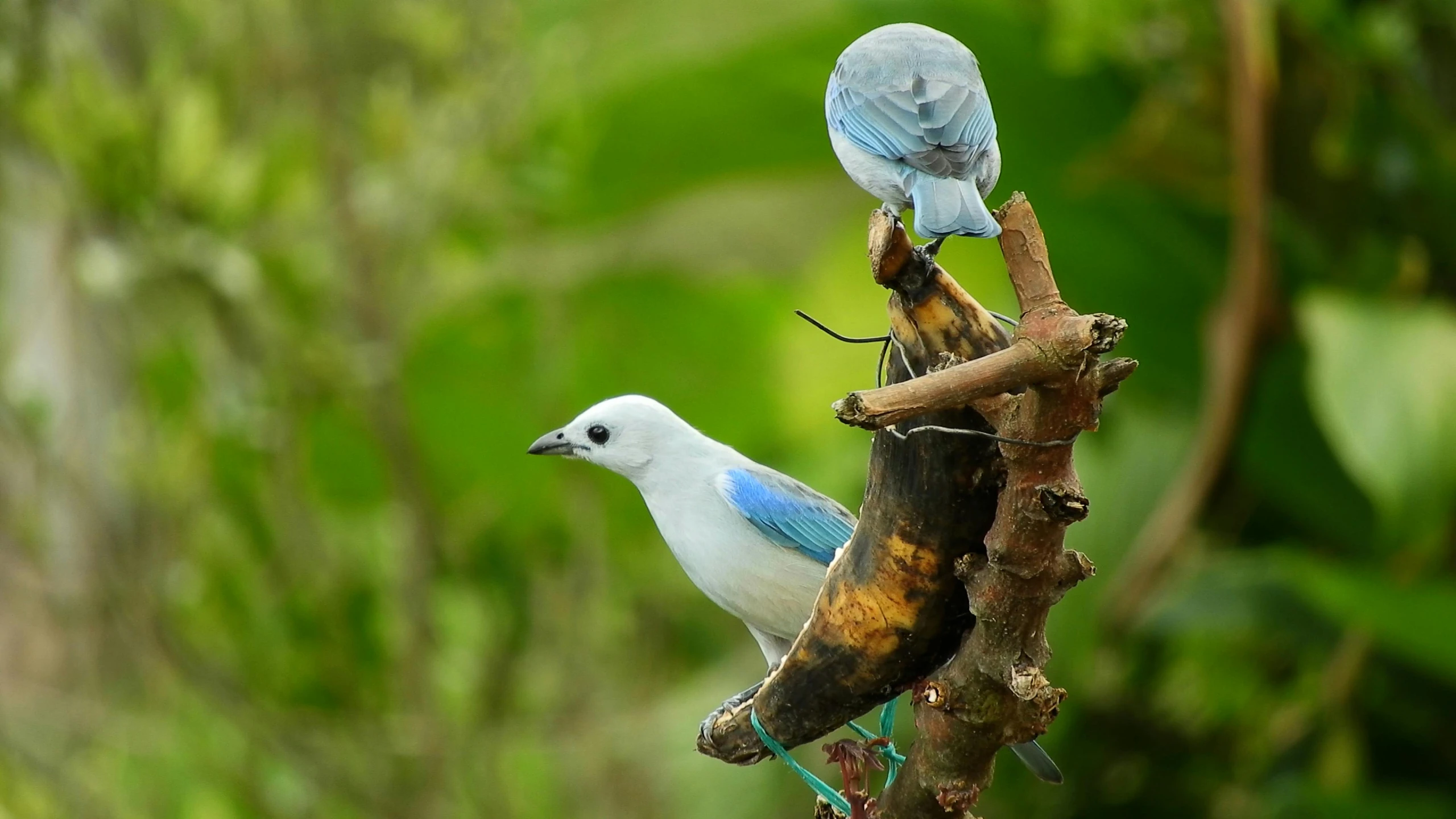 two small birds perched on some thin nches