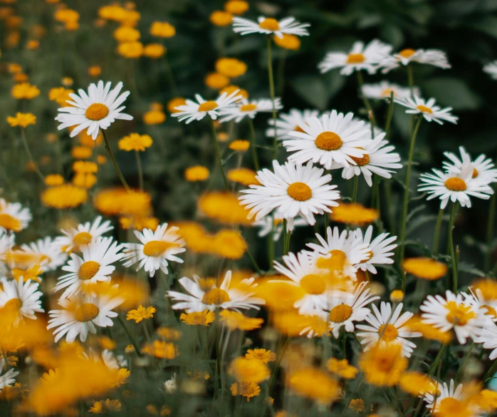 some flowers are blooming in a garden