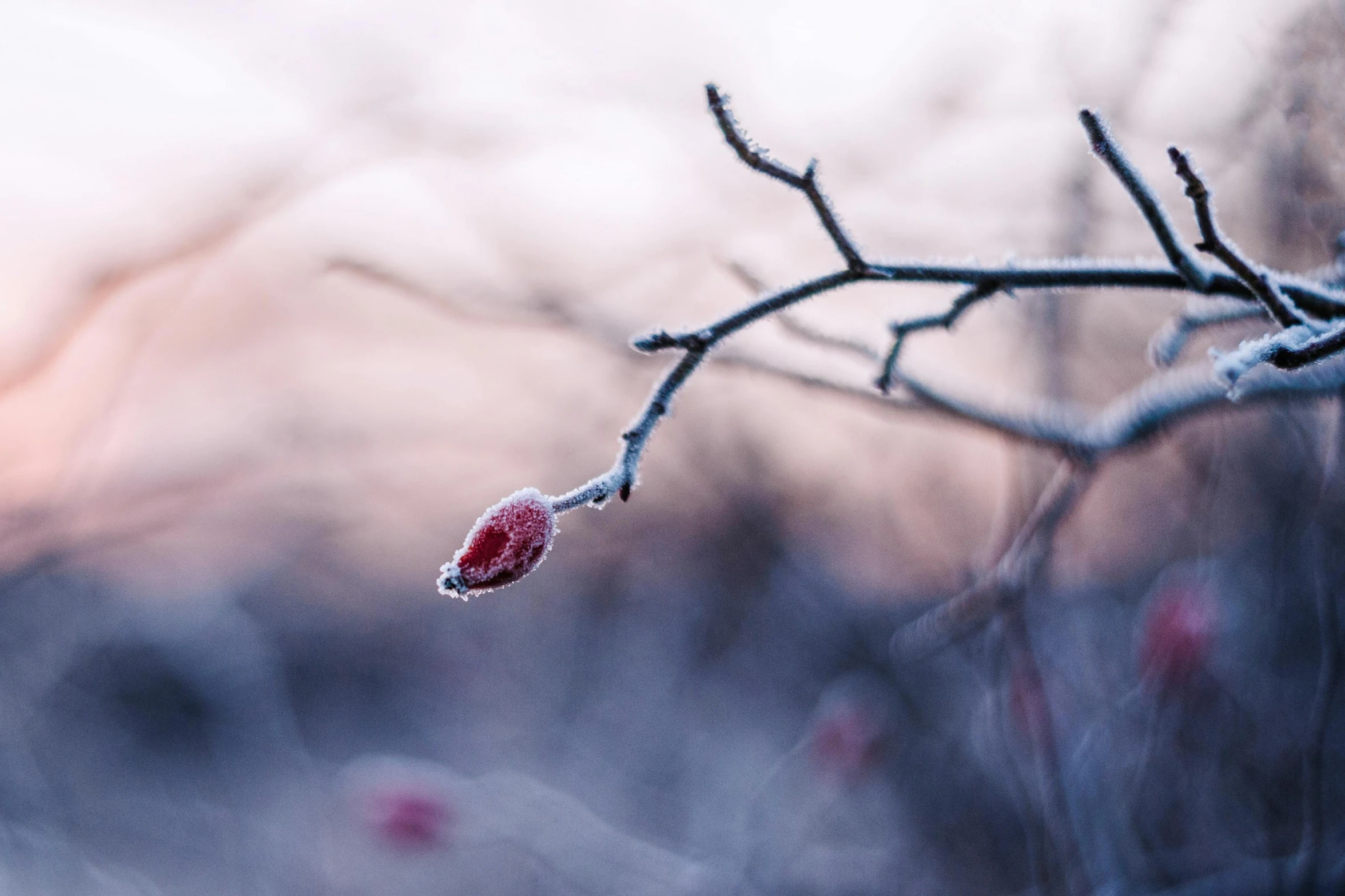 a frozen leaf hanging from a nch on a cold day