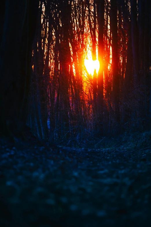 the sun is setting in a dark and lit wooded area