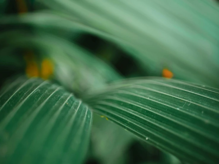 several little orange petals stand in the midst of green leaves