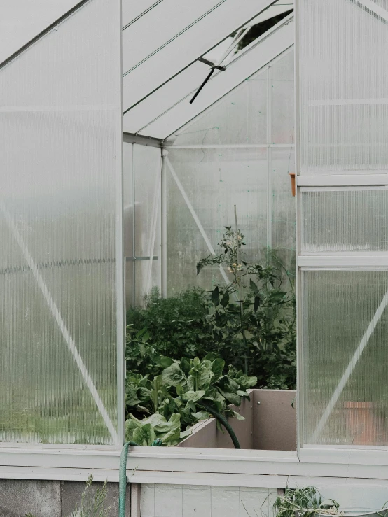 several plants inside a greenhouse with light coming through