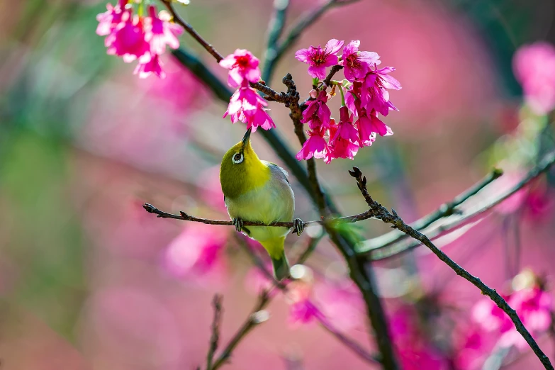 a small yellow bird sitting on a nch with red flowers