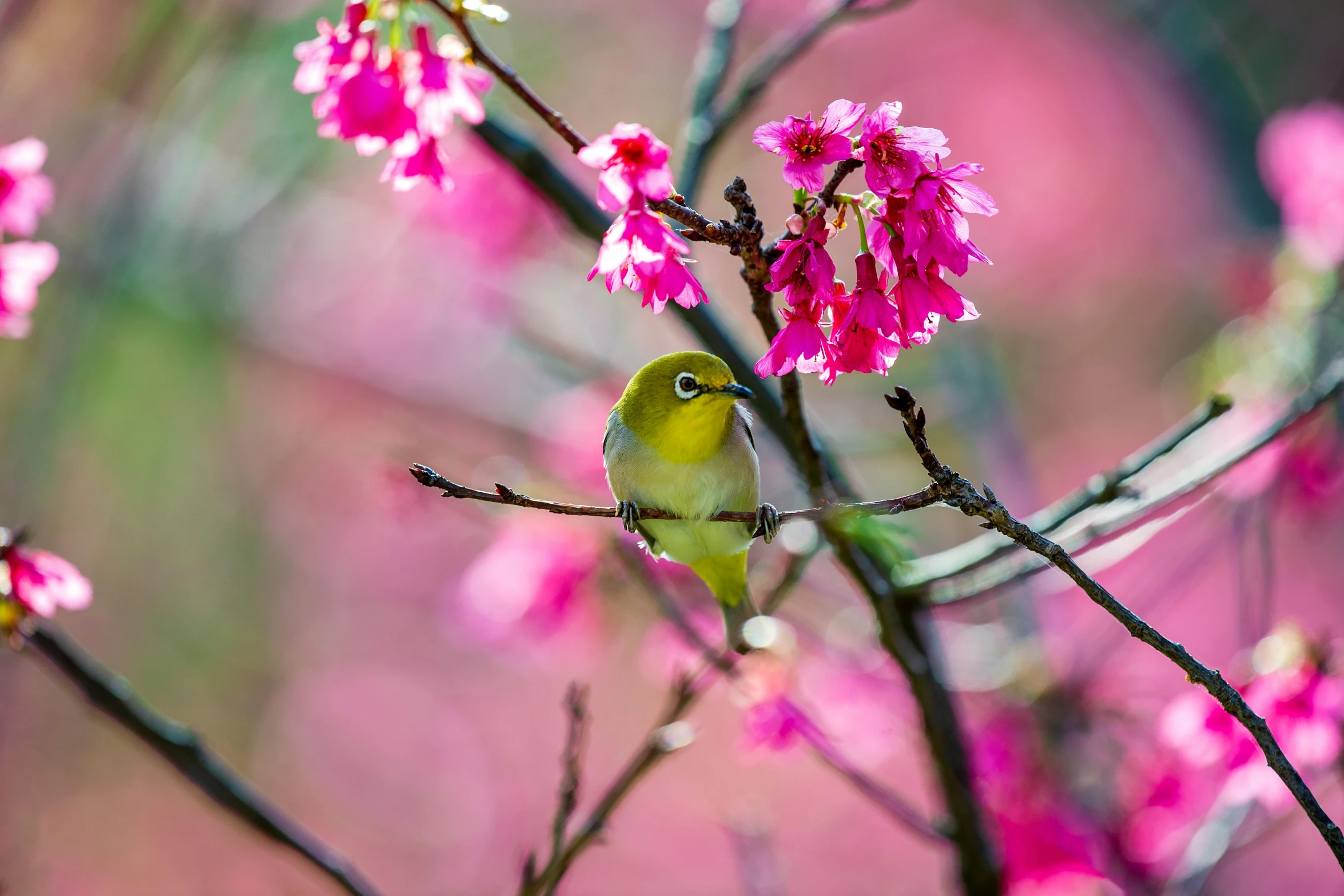 small bird sitting on the limb of a tree filled with flowers