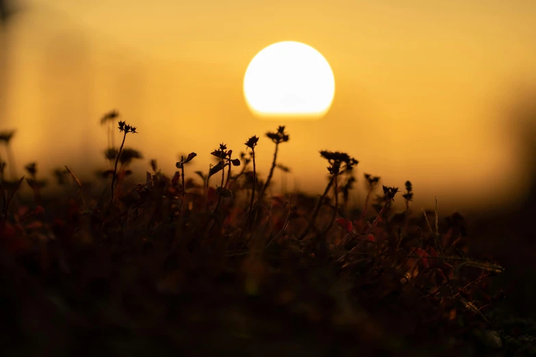 the sun setting over the horizon in a small field