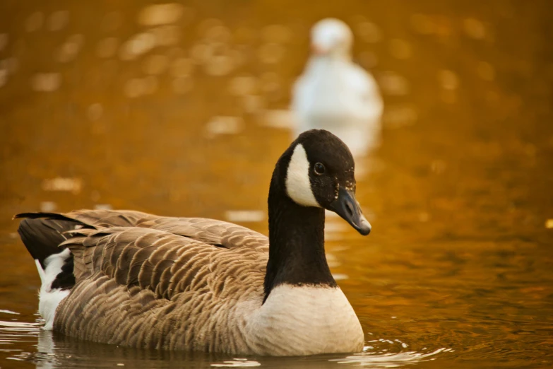 two duck in the water near a tree