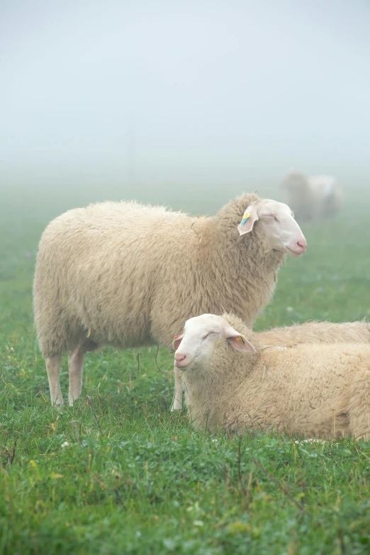 sheep with a pink patch of ear tag looking at the camera in a field