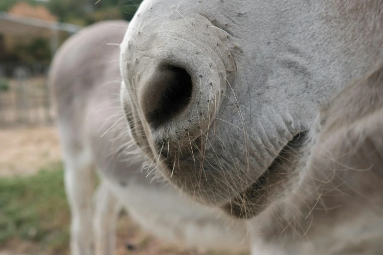 closeup of grey, white and gray horse and his nose