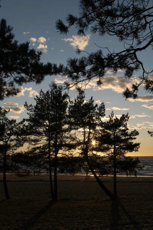 a sunset over the ocean in a forest