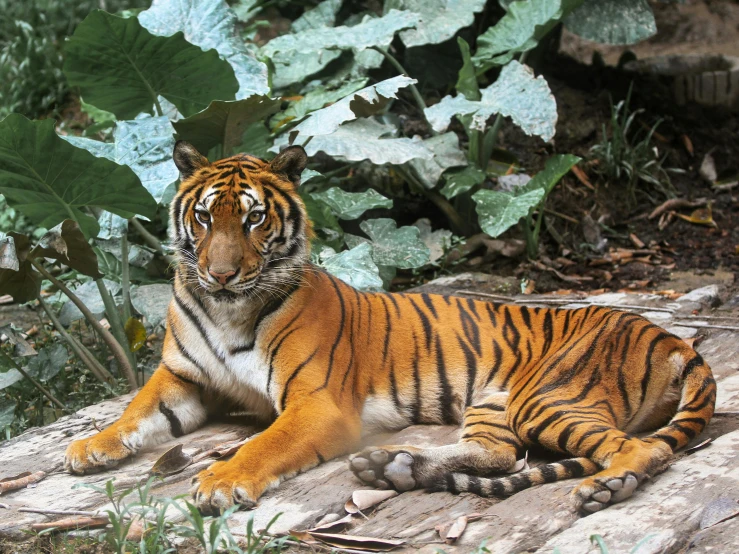 a tiger laying on the ground next to plants