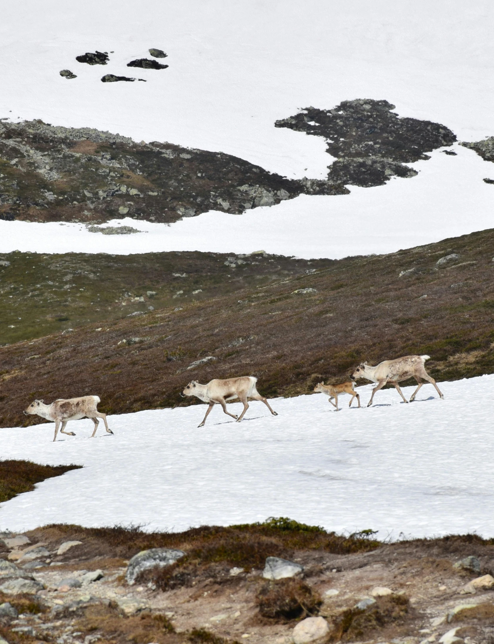 a group of animals that are walking in the snow