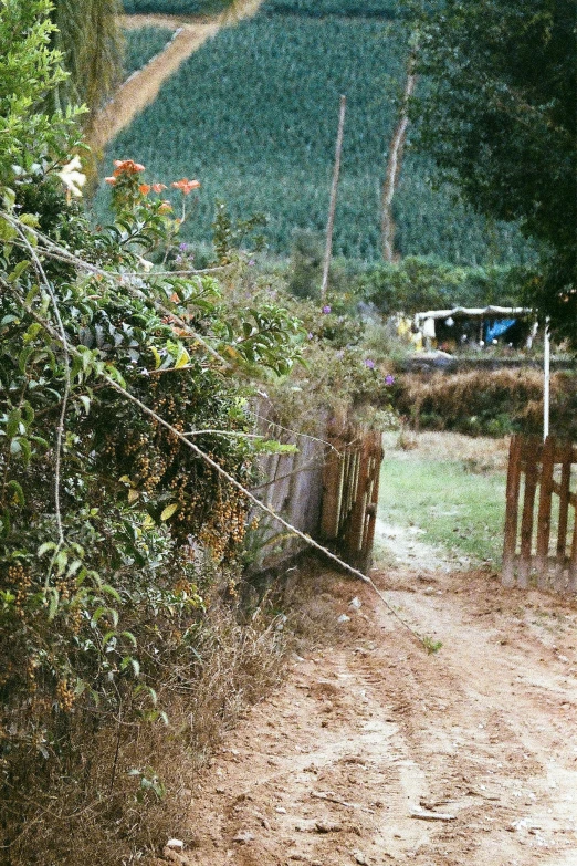 a truck driving down the dirt road next to a bush