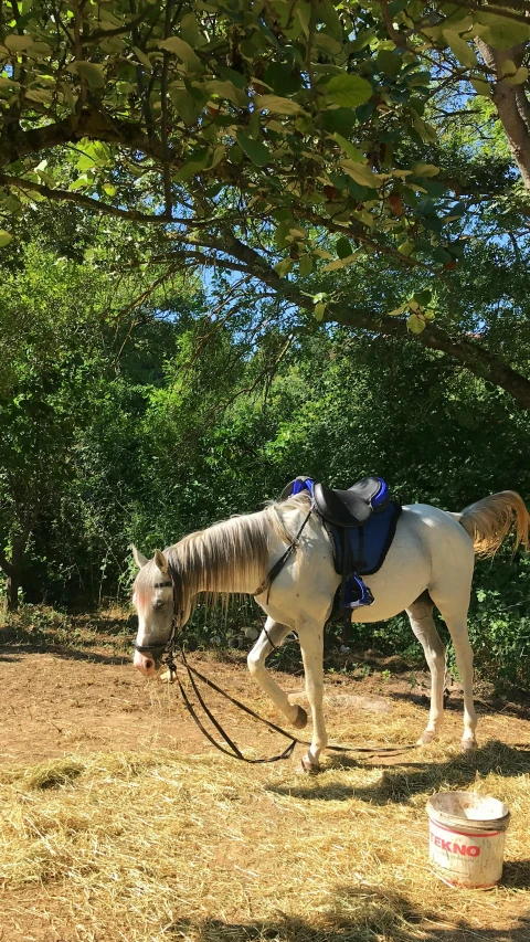 a white horse standing next to trees in a field