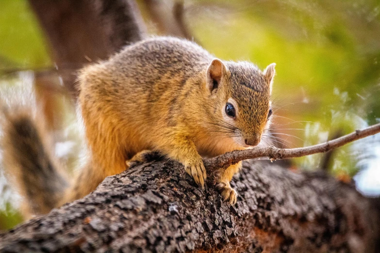 a squirrel on a nch in the forest