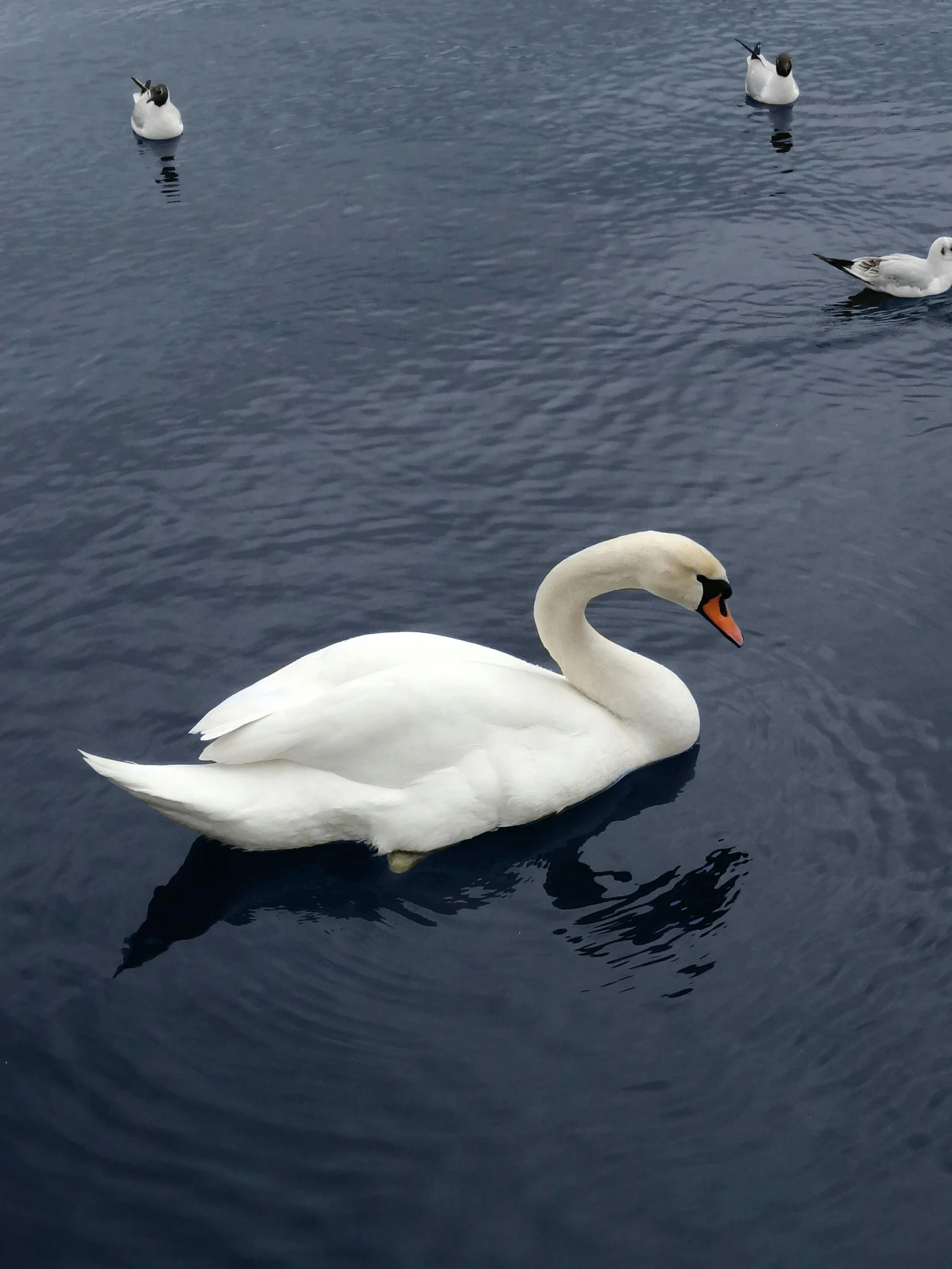 several birds swimming in the water together