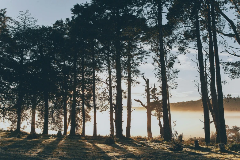 a line of trees that are standing in the sun