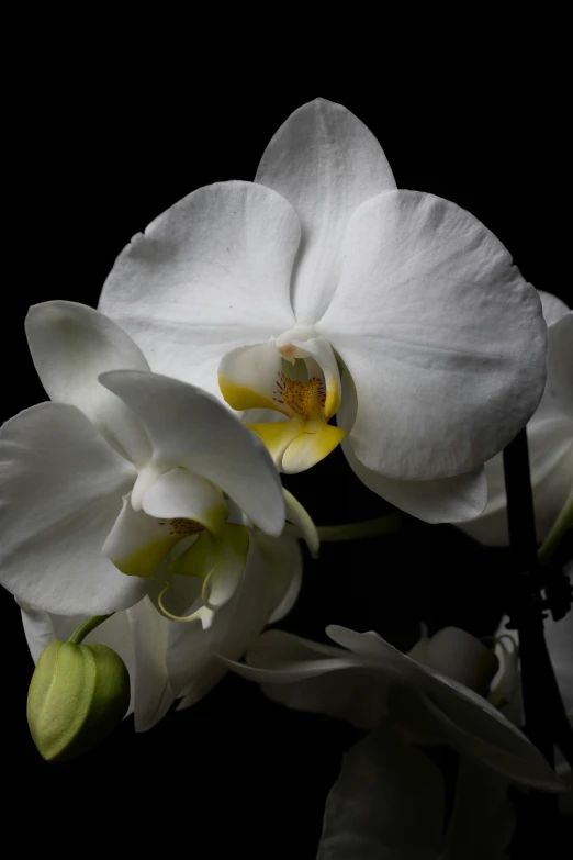 two white orchids with yellow center in dark background