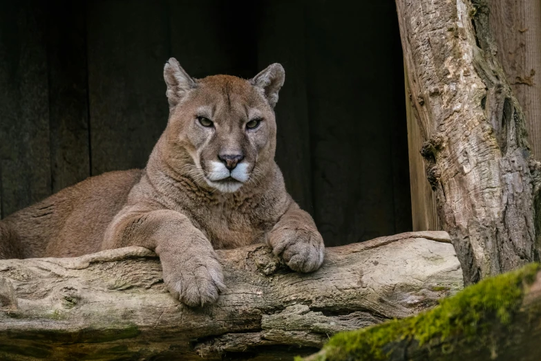 the large mountain lion is resting on a log
