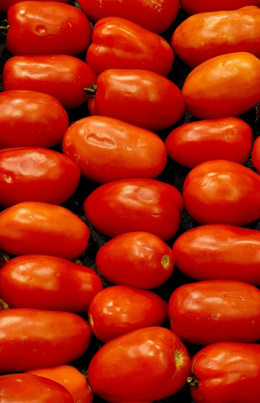 a group of tomatoes are lined up for sale