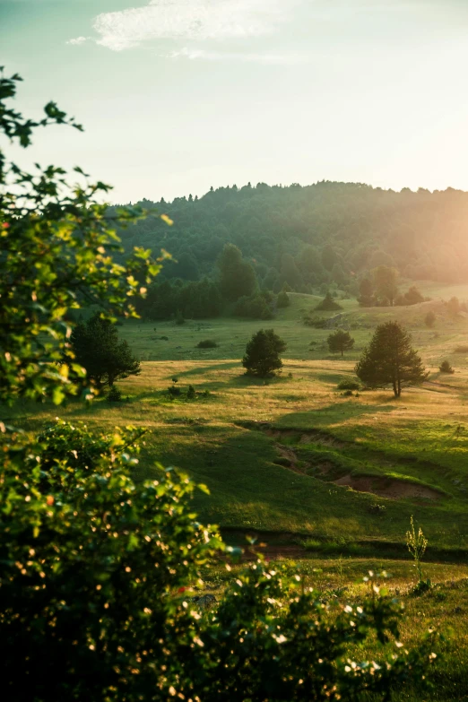 a large open green field surrounded by a forest