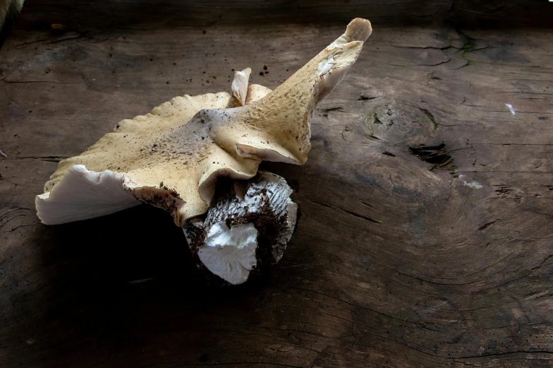 a brown and white piece of food sitting on a wooden floor