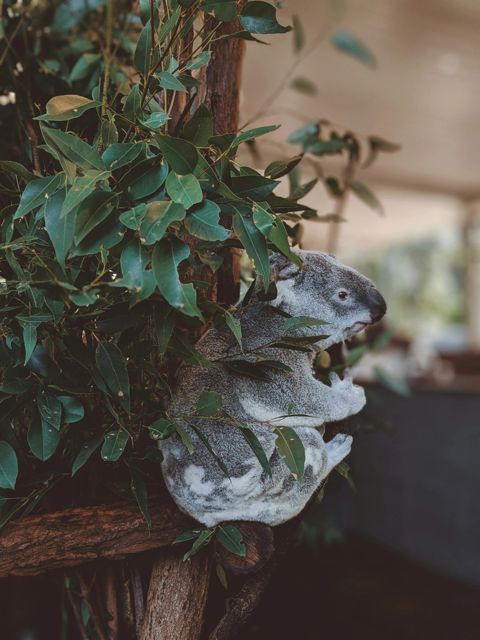 a koala head that is resting in a tree